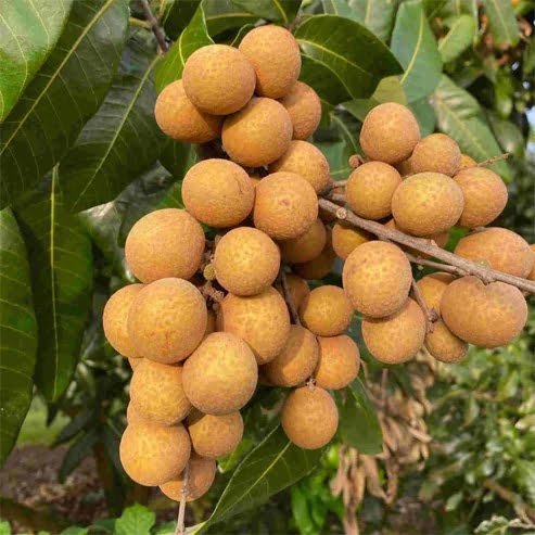 Longan Chompoo - Ladybird Nursery