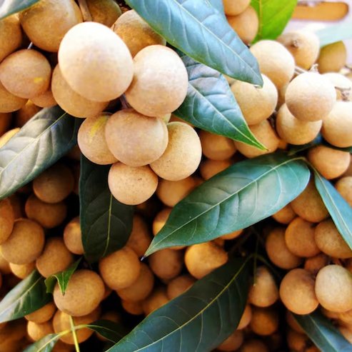 Longan Chompoo - Ladybird Nursery