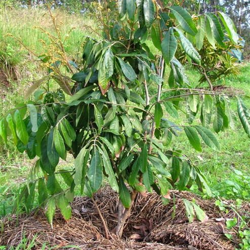 Longan 'Fijian' - Ladybird Nursery
