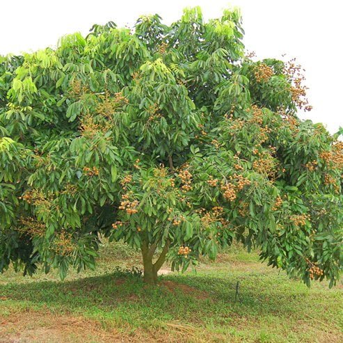 Longan – Ladybird Nursery