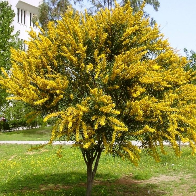 Sydney Golden Wattle (Acacia longifolia)