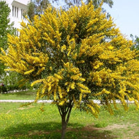 Sydney Golden Wattle (Acacia longifolia)