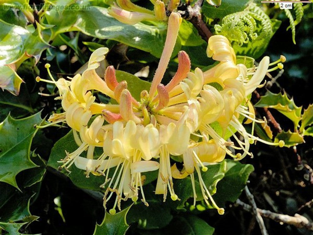 European Honeysuckle (Lonicera periclymenum)