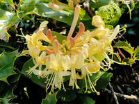 European Honeysuckle (Lonicera periclymenum)