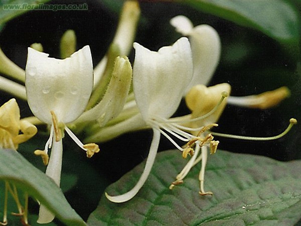 European Honeysuckle (Lonicera periclymenum)