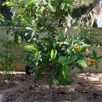 Loquat Bessel Brown