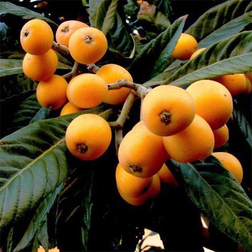 Loquat Bessel Brown - Ladybird Nursery
