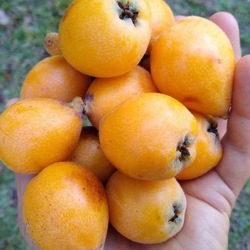 Loquat Bessel Brown