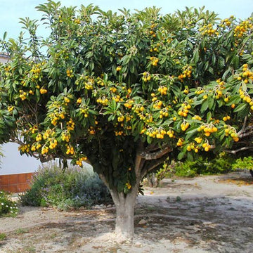Loquat – Ladybird Nursery