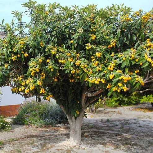 Loquat Champagne Fruit Tree – Buy Now! – Ladybird Nursery