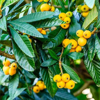 Loquat Champagne - Ladybird Nursery