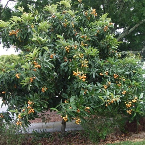 Loquat Grafted Enormity