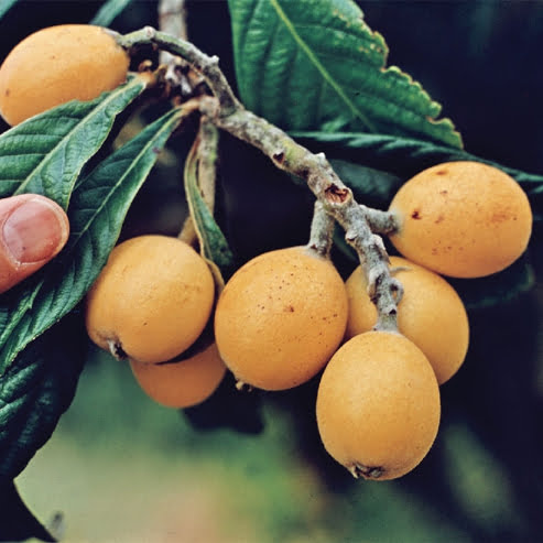 Loquat Grafted Enormity