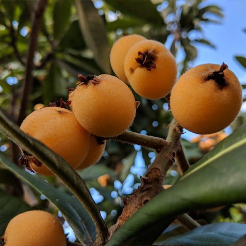 Loquat Grafted Enormity
