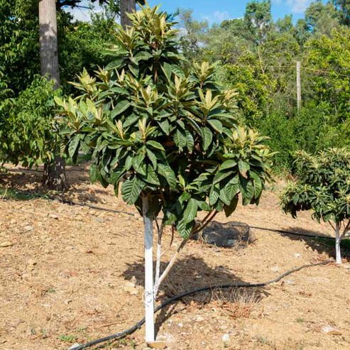 Loquat Grafted Herds Mammoth - Ladybird Nursery