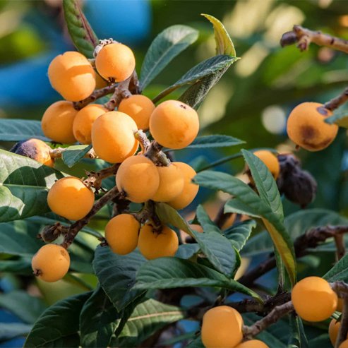 Loquat Grafted Herds Mammoth - Ladybird Nursery