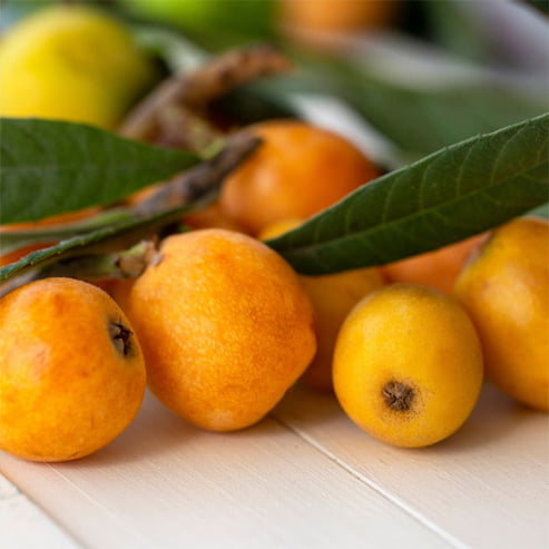 Loquat Grafted Herds Mammoth