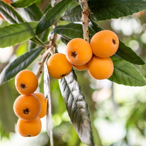 Loquat Grafted Herds Mammoth