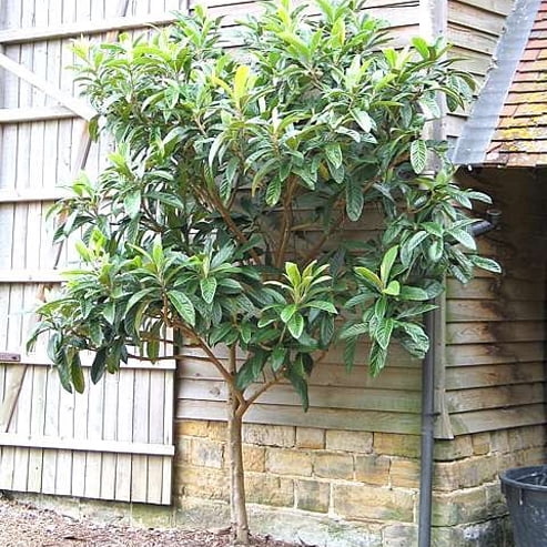 Loquat Grafted Honey Dew