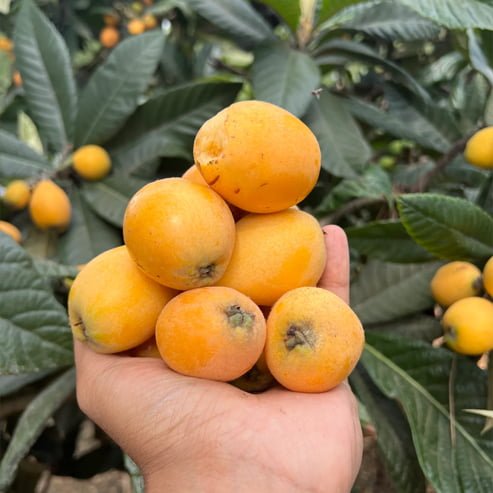 Loquat Grafted Honey Dew - Ladybird Nursery