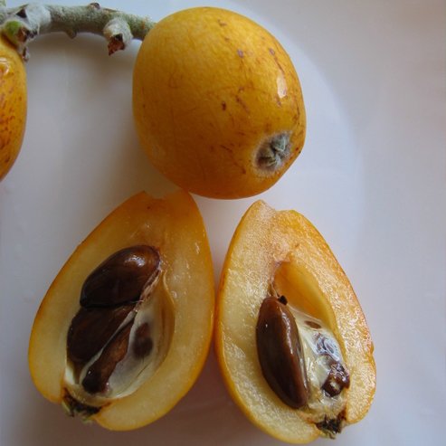 Loquat Grafted Honey Dew - Ladybird Nursery