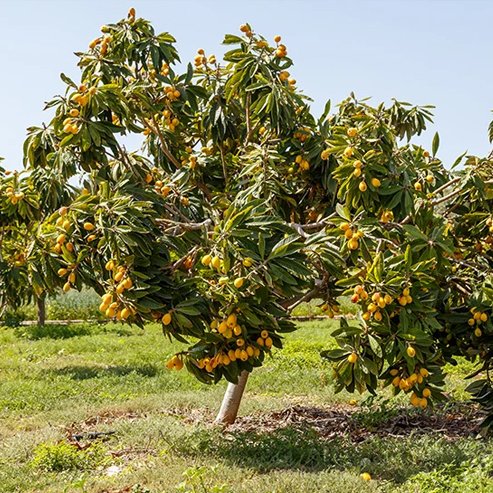 Loquat Grafted Sewells Prolific - Ladybird Nursery