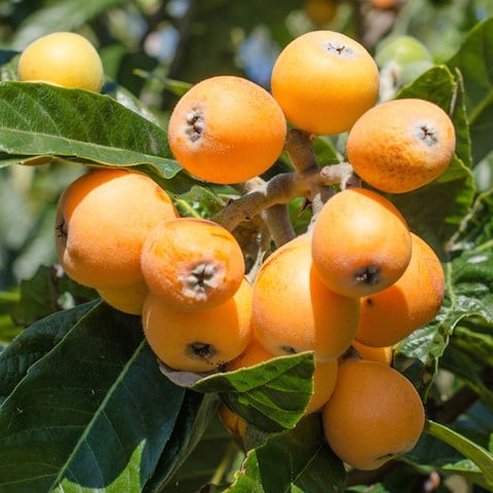 Loquat Grafted Sewells Prolific