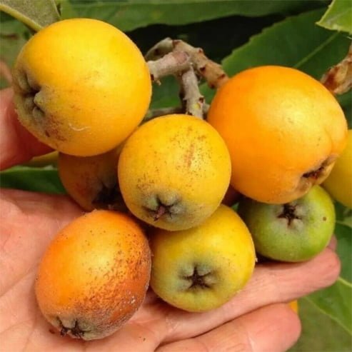 Loquat Grafted Sewells Prolific - Ladybird Nursery