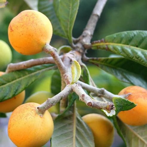Loquat Grafted Sewells Prolific - Ladybird Nursery