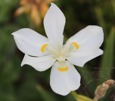 Lord Howe Island Iris (Dietes robinsoniana) - Ladybird Nursery