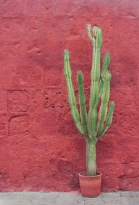 Cowboy Cactus (Euphorbia Cowboy) - Ladybird Nursery