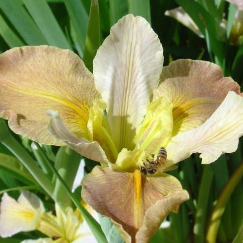 Louisiana Iris 'Our Paris' - Ladybird Nursery