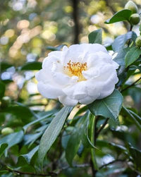 Camellia 'Lovelight' - Large - Ladybird Nursery