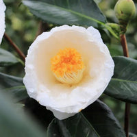 Camellia 'Lovelight' - Large - Ladybird Nursery