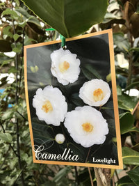 Camellia 'Lovelight' - Large - Ladybird Nursery