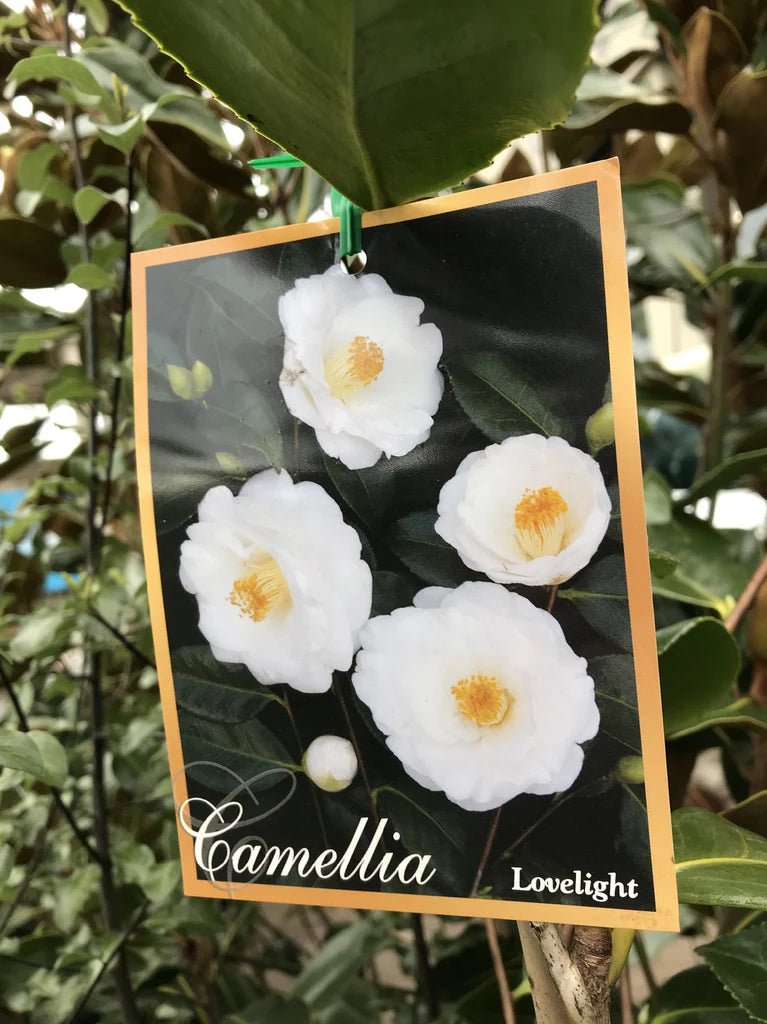 Camellia 'Lovelight' - Large - Ladybird Nursery