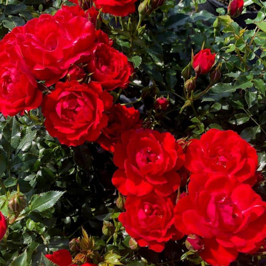 Rose 'Loving Memory' (Bareroot) - Ladybird Nursery
