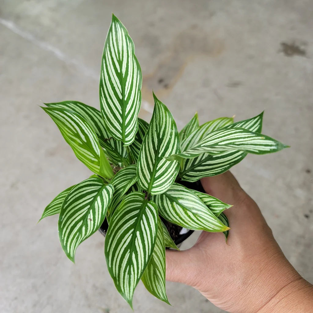 Prayer Plant Vitata (Calathea elliptica)