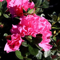 Azalea Luci - Ladybird Nursery
