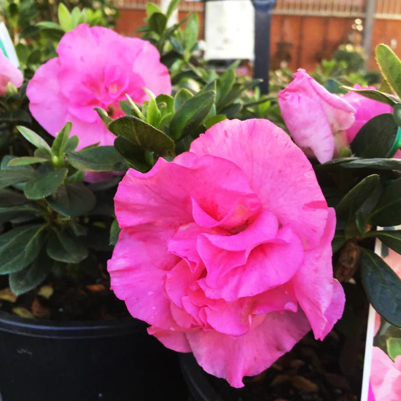 Azalea Luci - Ladybird Nursery