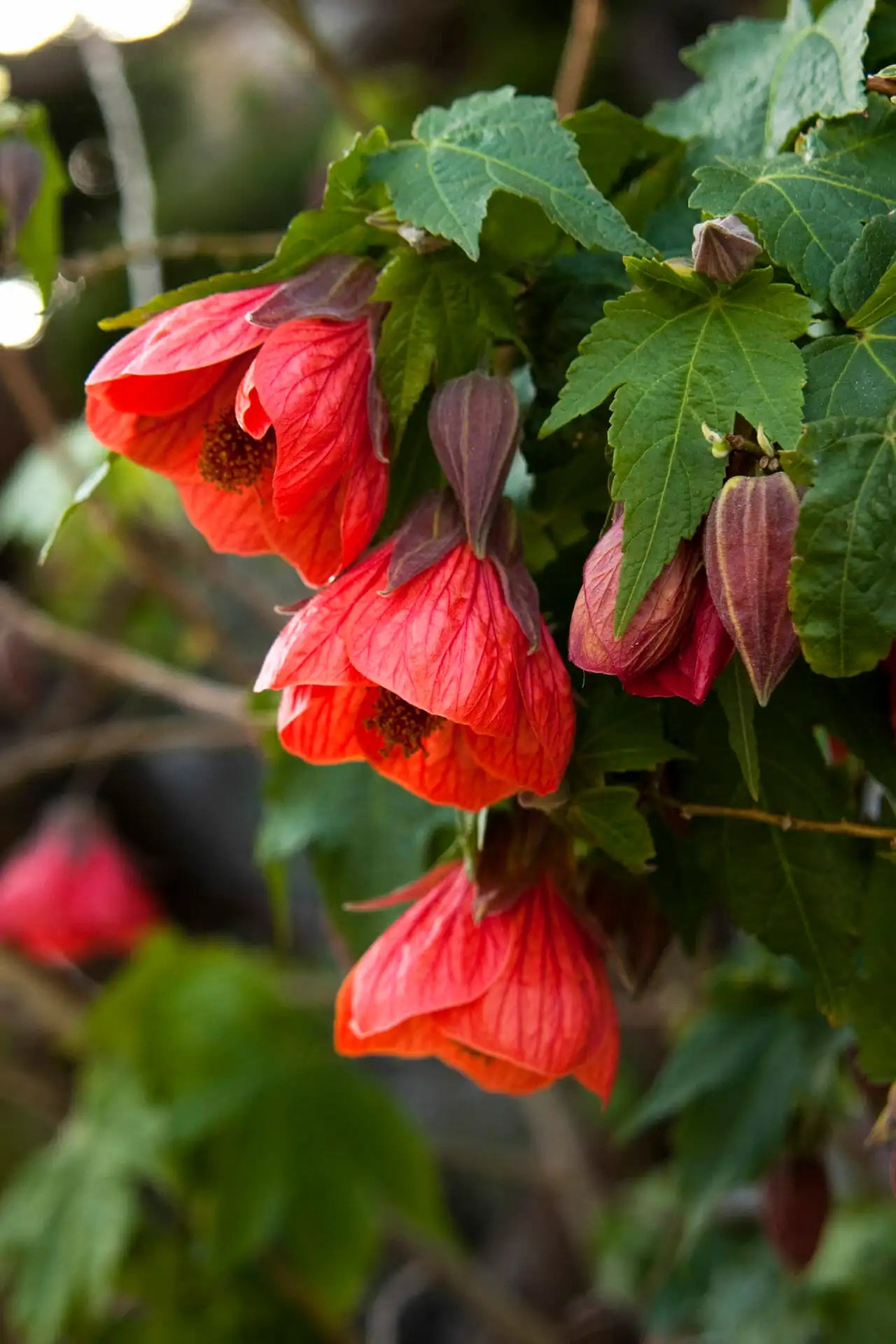 Chinese Lantern Red (Abutilon)