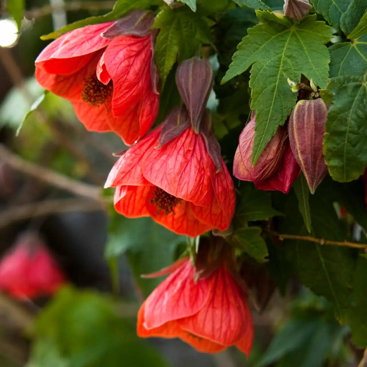 Chinese Lantern Red (Abutilon) - Ladybird Nursery