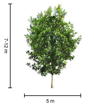 Tristaniopsis LUSCIOUS® (Tristaniopsis laurina) - Ladybird Nursery