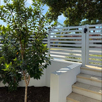 Tristaniopsis LUSCIOUS® (Tristaniopsis laurina) - Ladybird Nursery