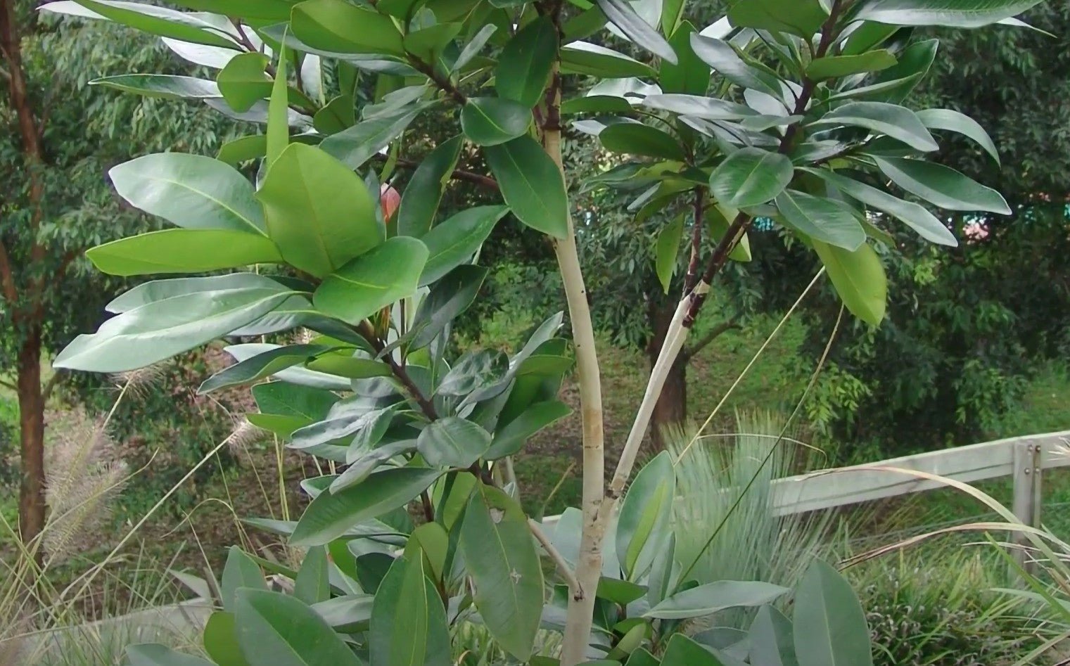 Tristaniopsis LUSCIOUS® (Tristaniopsis laurina) - Ladybird Nursery