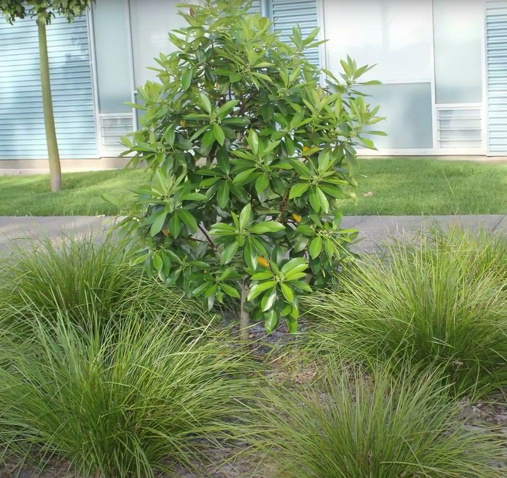 Tristaniopsis LUSCIOUS® (Tristaniopsis laurina) - Ladybird Nursery