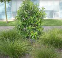 Tristaniopsis LUSCIOUS® (Tristaniopsis laurina) - Ladybird Nursery