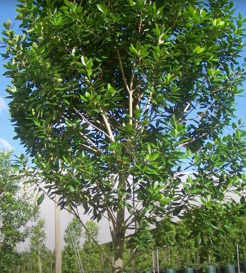 Tristaniopsis LUSCIOUS® (Tristaniopsis laurina) - Ladybird Nursery