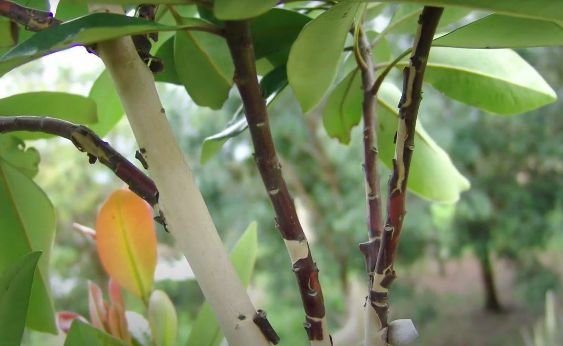 Tristaniopsis LUSCIOUS® (Tristaniopsis laurina) - Ladybird Nursery