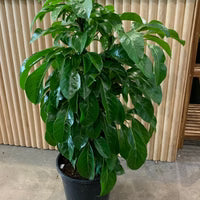Umbrella Tree Alpine Junior (Schefflera)